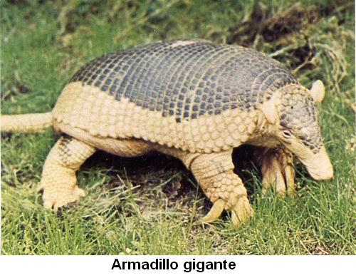 Armadillo gigante.jpg